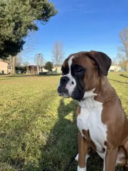Tendez l’oreille… du boxer !